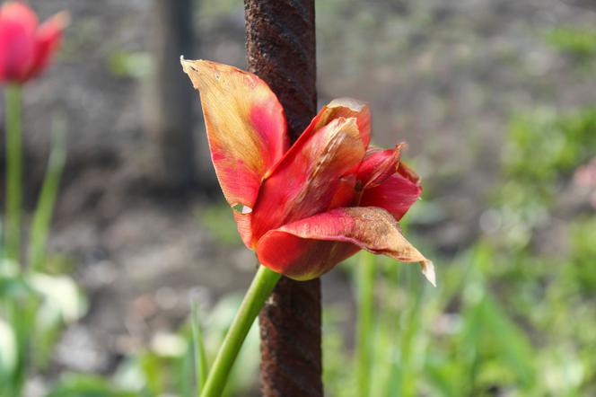 Szara pleśń tulipanów zawlczanie