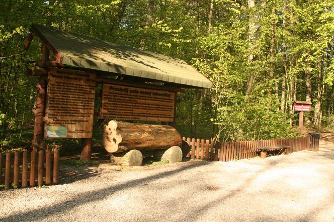 Rezerwat "Sosny Taborskie". Zobacz zdjęcia