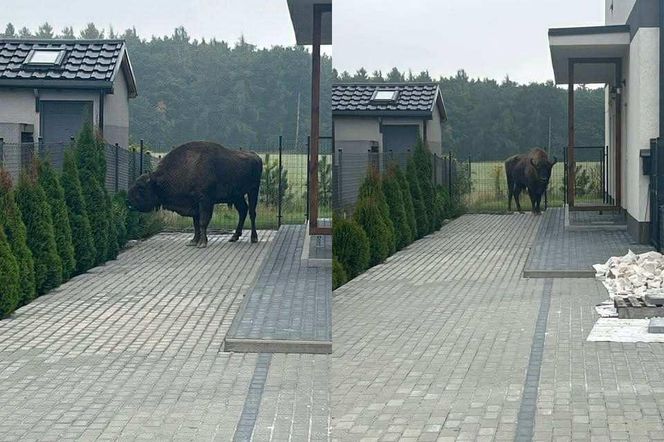 Żubr na wolności. Pajor uciekł z prywatnej zagrody