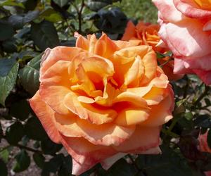Róża wielkokwiatowa 'Danica'