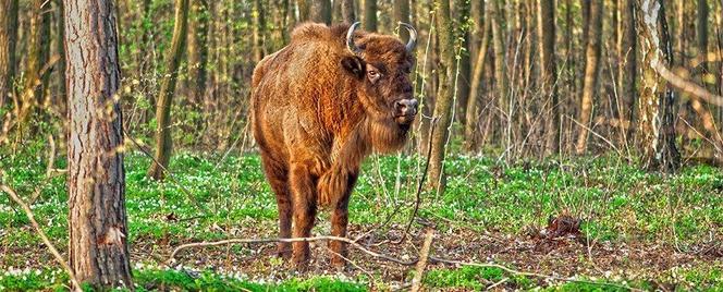 Zubry w JuraParku w Bałtowie
