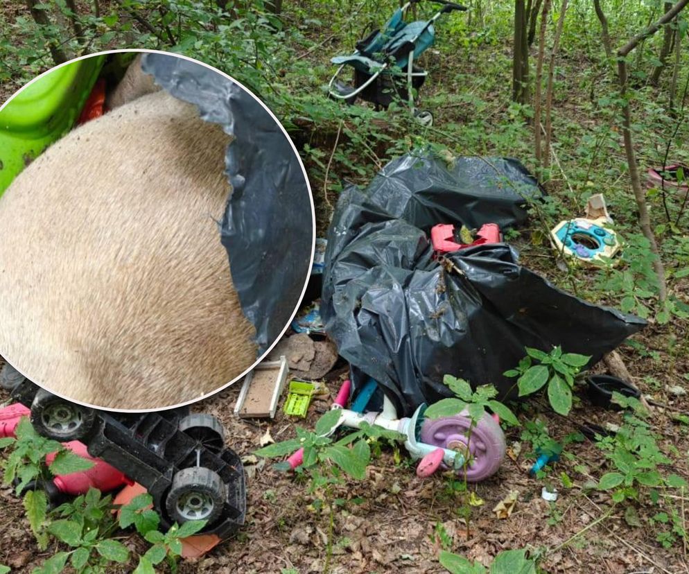Zgroza w lesie pod Świeciem! Martwy pies w worku foliowym ze związanymi łapami. Policja szuka sprawcy bestialskiego czynu