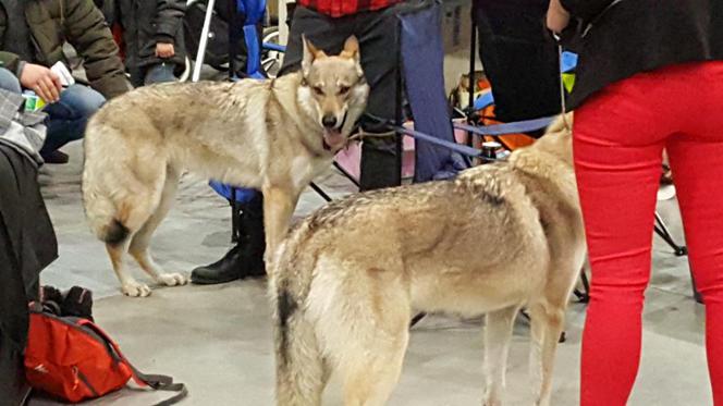 Tysiące psów i odwiedzających. II Międzynarodowa wystawa Psów Rasowych odbyła się w Bydgoszczy