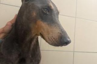 Kilkadziesiąt psów żyło w skandalicznych warunkach. Były przetrzymywane we własnych fekaliach