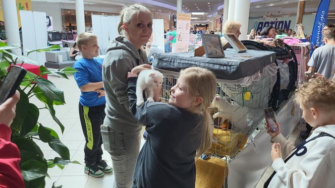 Koty rasowe, konkursy i kocia wiedza. Za nami wyjątkowy dzień z mruczącymi pupilami