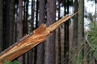 Wichury sieją spustoszenie w Toruniu i okolicach. Ponad 440 zgłoszeń do strażaków z regionu