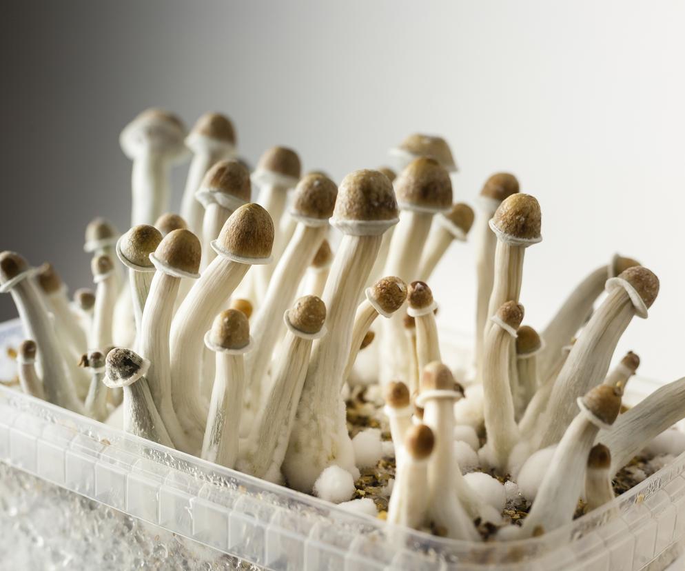 Grzyby halucynogenne i ecstasy dostępne na receptę. Ten kraj zdecydował się na odważny ruch