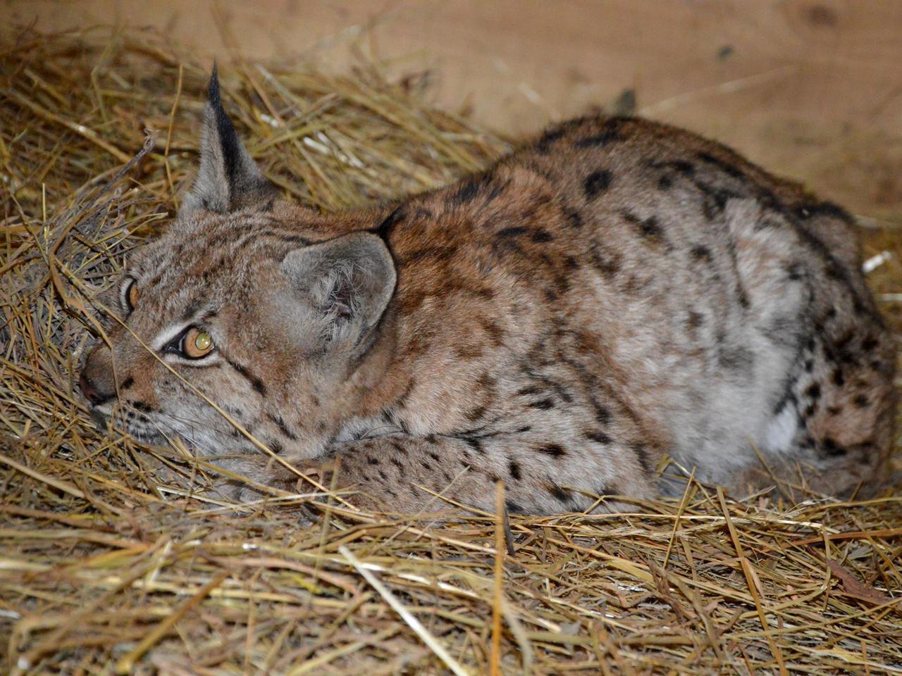 Przyszła po pomoc do ludzi 