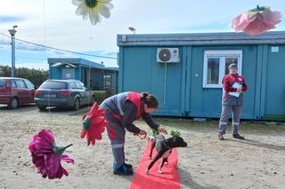 Psiaki na czerwonym dywanie. „PSYwitaj wiosnę” w schronisku w Henrykowie koło Leszna