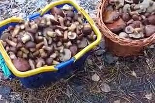 Grzyby w Polsce. Ponad pół tysiąca sztuk w czasie jednej wyprawy! To już koniec sezonu