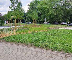 Park kieszonkowy powstający przy ul. Wyszyńskiego w Siedlcach