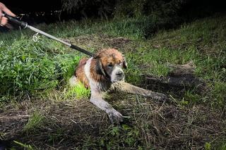 Sunia wpadła do studzienki i nie mogła się wydostać! Na pomoc ruszyli strażacy [ZDJĘCIA]