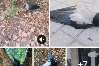 Martwe ptaki w Warszawie. Wrona siwa