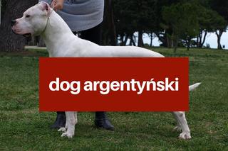 Na te psy musisz mieć zezwolenie! Zobacz listę najgroźniejszych ras w Polsce