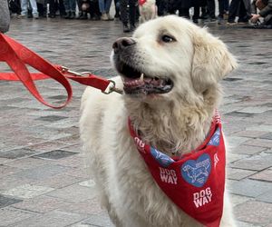 Golden Retriever WOŚP w Poznaniu