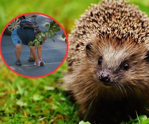 Mały bohater z Bałut. Przeniósł jeża przez jezdnię i poprawił wszystkim humor