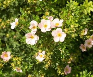 Pięciornik krzewiasty 'Pink Queen'