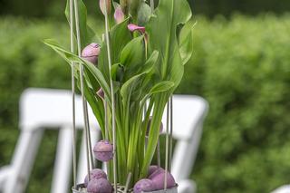 Kalia (Zantedeschia) 