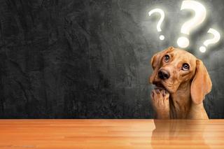 QUIZ. Filmy i książki ze zwierzęciem w tytule. Uzupełnisz właściwie?