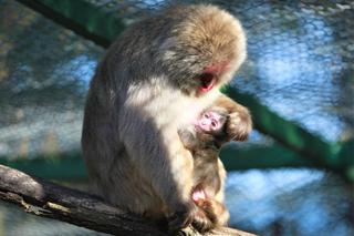 Cud narodzin w ZOO Leśne Zacisze! Na świat przyszła mała małpka