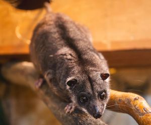 Nocny akrobata z Indonezji zamieszkał we Wrocławiu! Poznajcie nowego lokatora Zoo