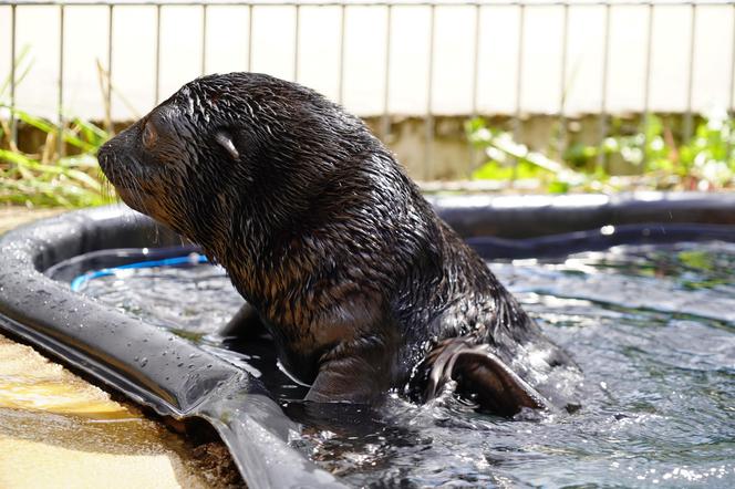 W ZOO Wrocław na świat przyszedł prawdziwy MODEL! Zobaczcie, jak pozuje młodziutki kotik