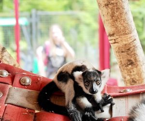 Narodziny w Śląskim Ogrodzie Zoologicznym. Maleńki lemur Rapid zachwyca odwiedzających