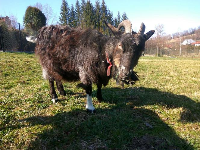 OTOZ ANIMALS SANOK szuka domu dla kóz