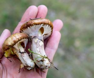 Sos z maślaków do ziemniaków, makaronu lub kaszy. Idealny obiad po udanym grzybobraniu