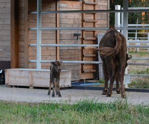 Konkurs na imię dla młodego żubra z Kopnej Góry