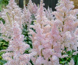 Tawułka japońska - Astilbe japonica