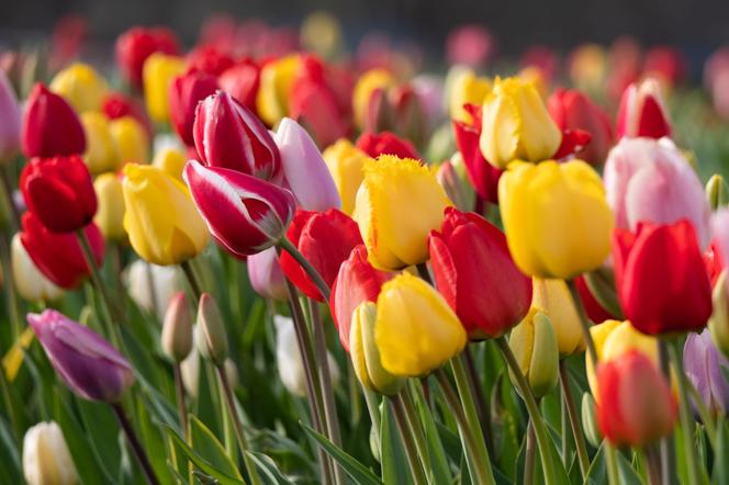 Grupy tulipanów