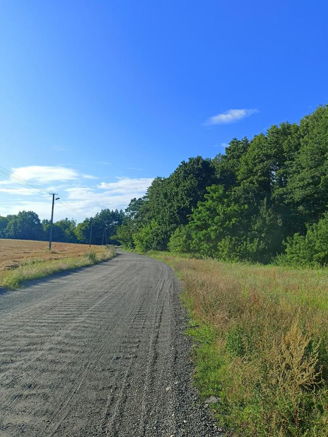 Zobacz wyjątkowy Rezerwat przyrody Żurawiniec w Poznaniu. Tutaj odpoczniesz od upałów