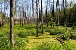 Magiczne krajobrazy. Kruszyniany to kraina jak z baśni