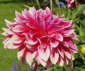 Dalia ogrodowa