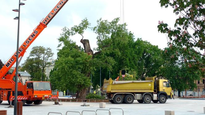 Baobab został wycięty