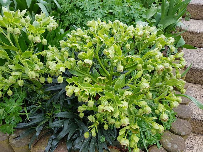 Ciemiernik cuchnący