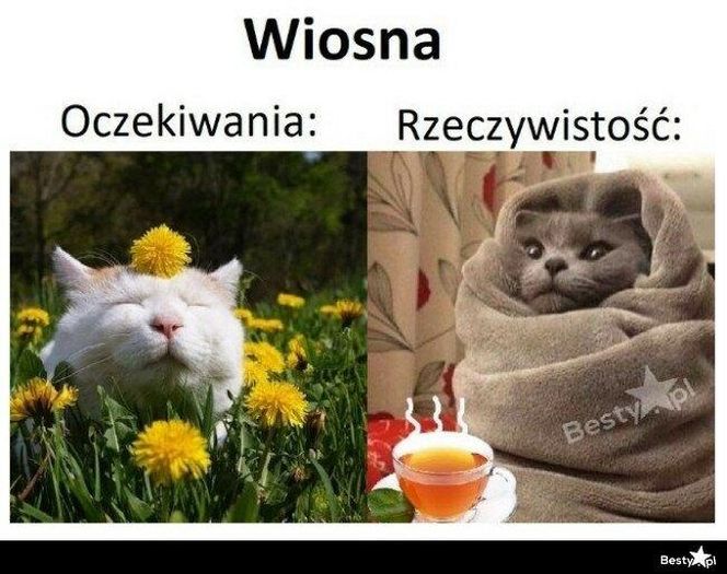 Wiosna 2025: Memy opanowały internet! Zobacz najzabawniejsze memy na powitanie wiosny [21.03.2025]