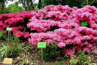 Arboretum Wojsławice - zdjęcia. Kiedy jechać?