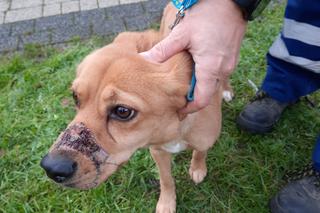 Zwyrodnialec zakleił Toli pysk taśmą i skazał na śmierć głodową