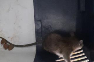 Szczury pogryzły emeryta w bloku