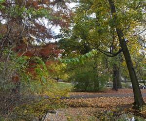 Park Wilsona jesienią