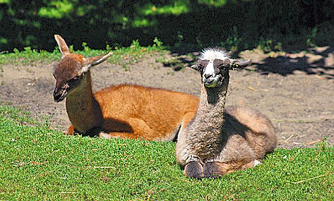 Nowi mieszkańcy warszawskiego zoo