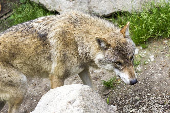 Są już oficjalne wyniki sekcji dwóch wilków odstrzelonych pod Brzozowem