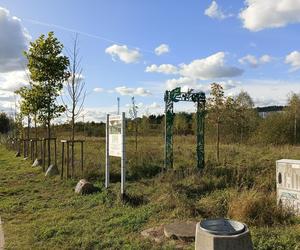 Gaj Matek i Ojców w Gdańsku zaniedbany. Miał być symboliczny park, są uschnięte drzewa i wysoka trawa