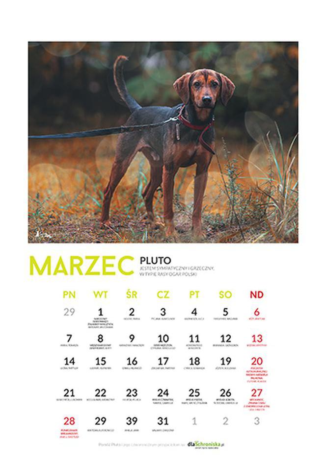 Marzec - kalendarz ze zwierzętami