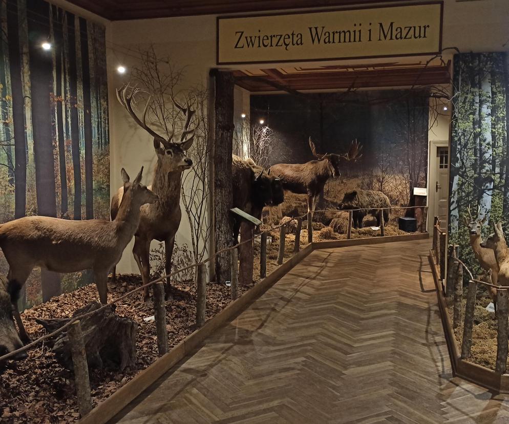 Muzeum Przyrody w Olsztynie. Poznajcie faunę oraz florę Warmii i Mazur