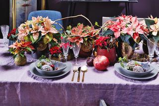 Kolorowe poinsecje w dekoracji świątecznego stołu