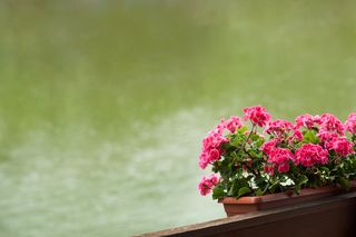 Deszcz pada kolejny dzień z rzędu, pelargonie mają dość. Liście stają się żółte, roślina marnieje. Oto jak uratować przelane pelargonie