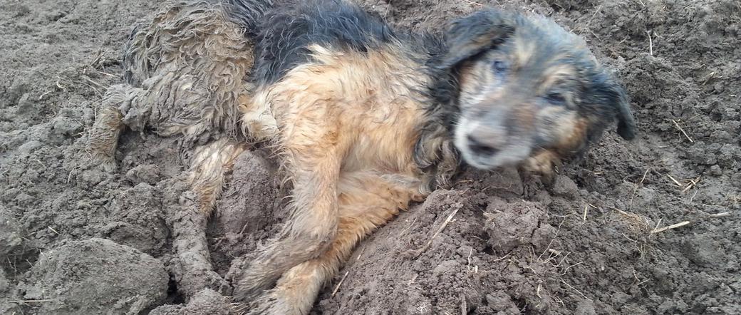 Straż miejska uratowała psa